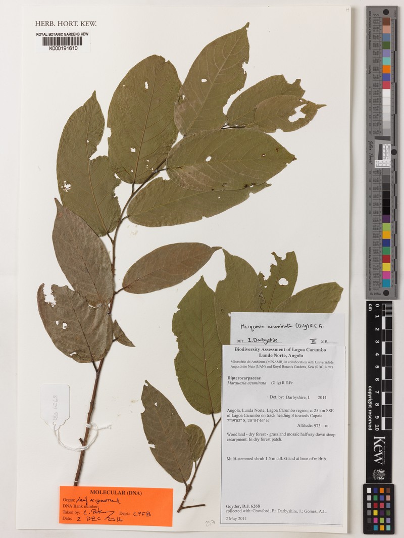 Marquesia acuminata photo 2