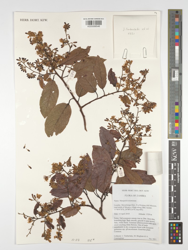 Marquesia acuminata photo 3