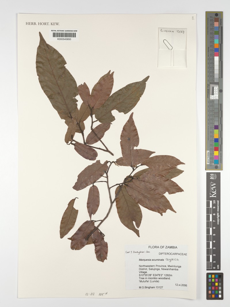 Marquesia acuminata photo 4