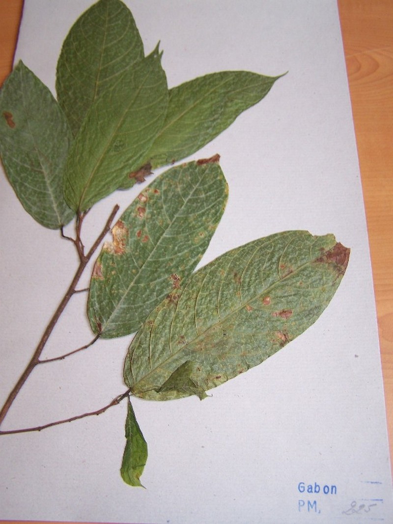 Marquesia excelsa photo 2