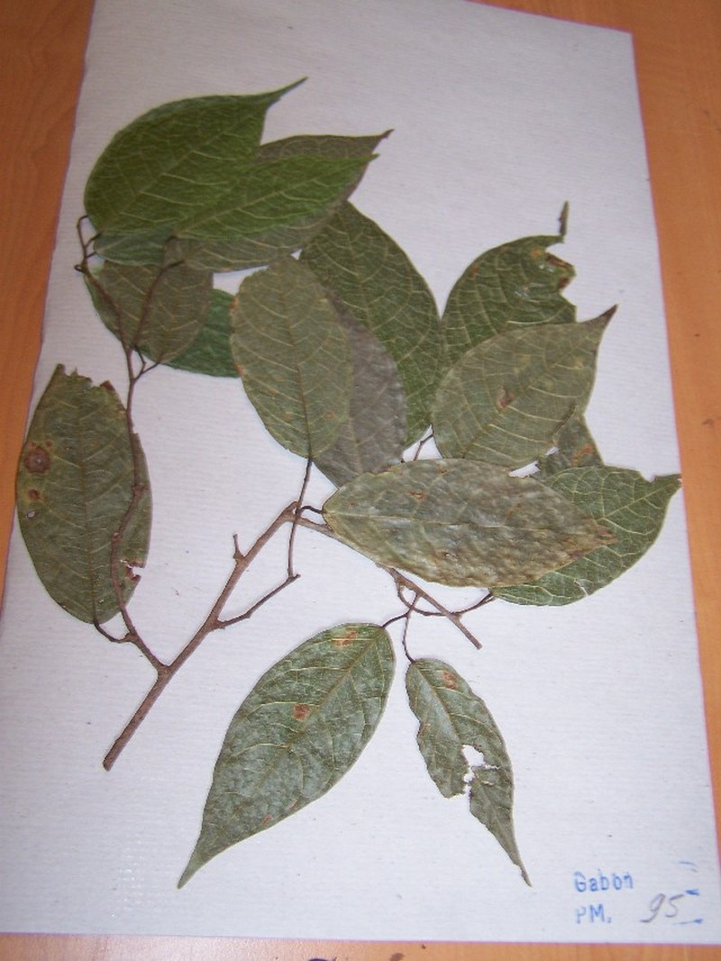 Marquesia excelsa photo 3