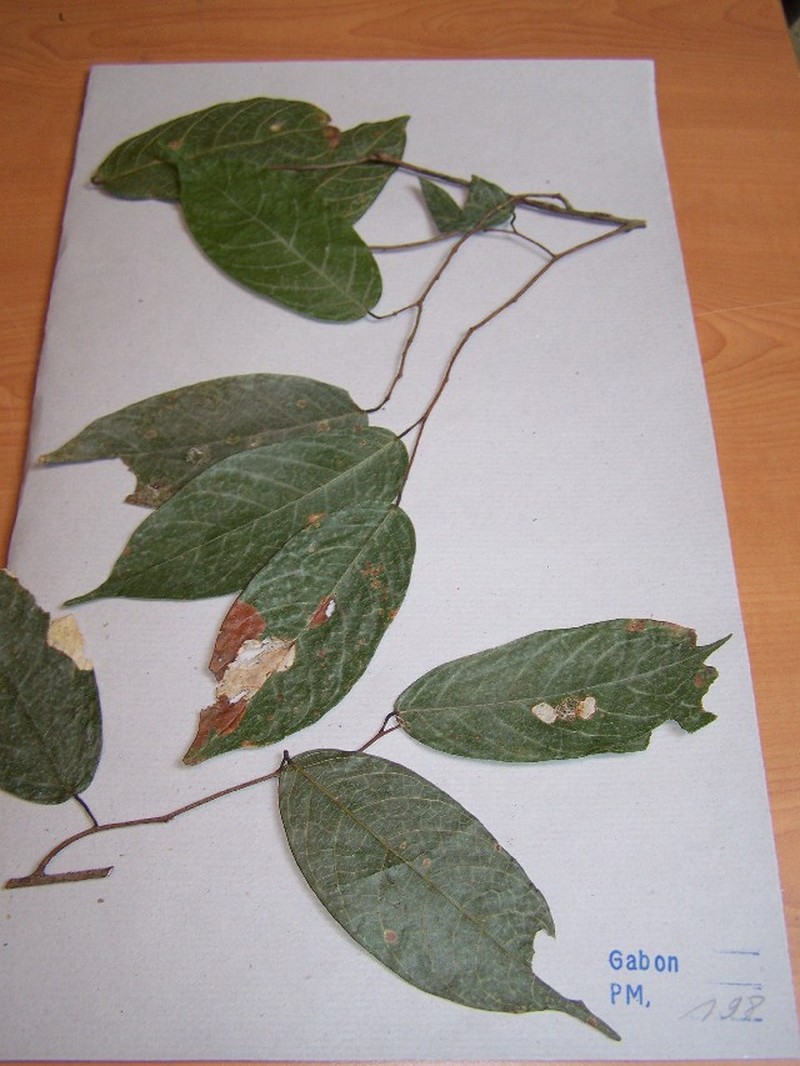 Marquesia excelsa photo 4