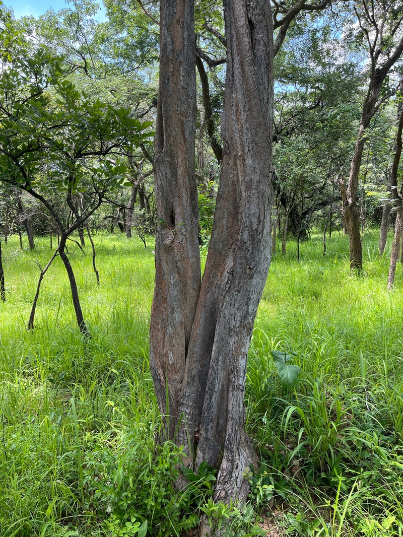 Marquesia macroura