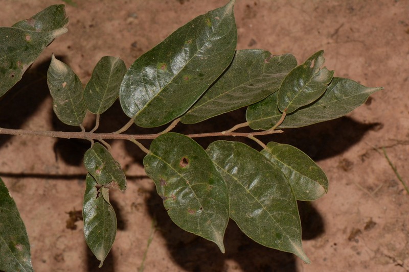 Marquesia macroura photo 2