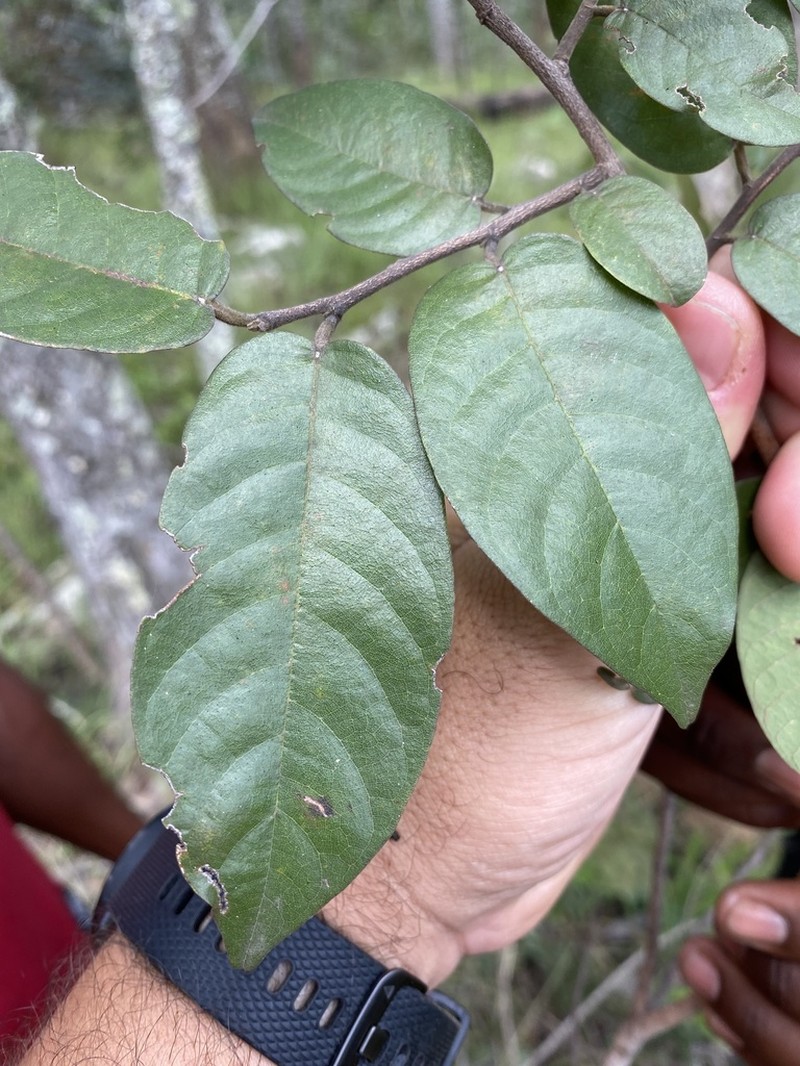 Marquesia macroura photo 4