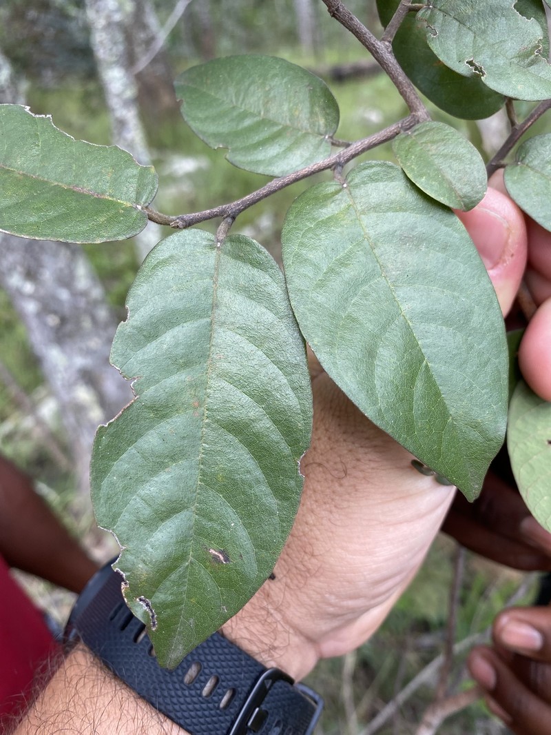 Marquesia macroura photo 5