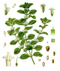 Horehound