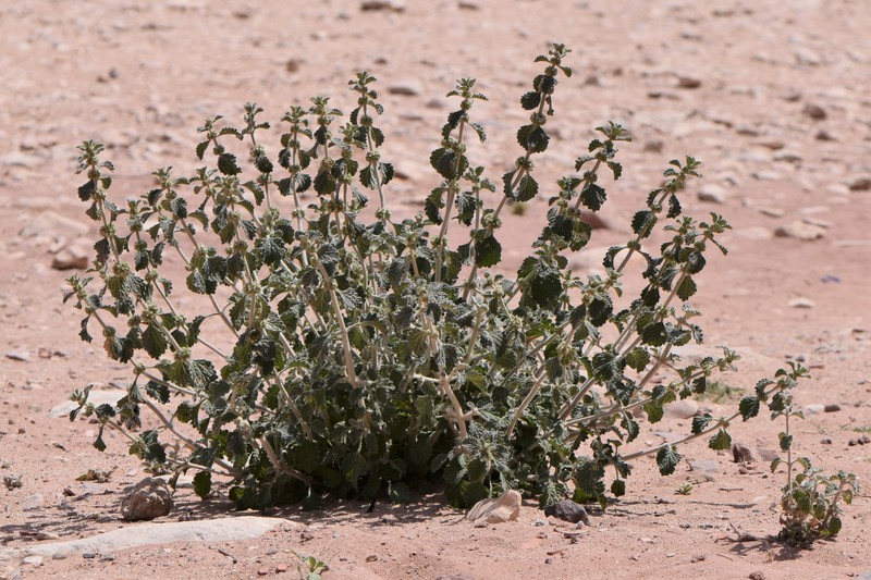 Horehound photo 2