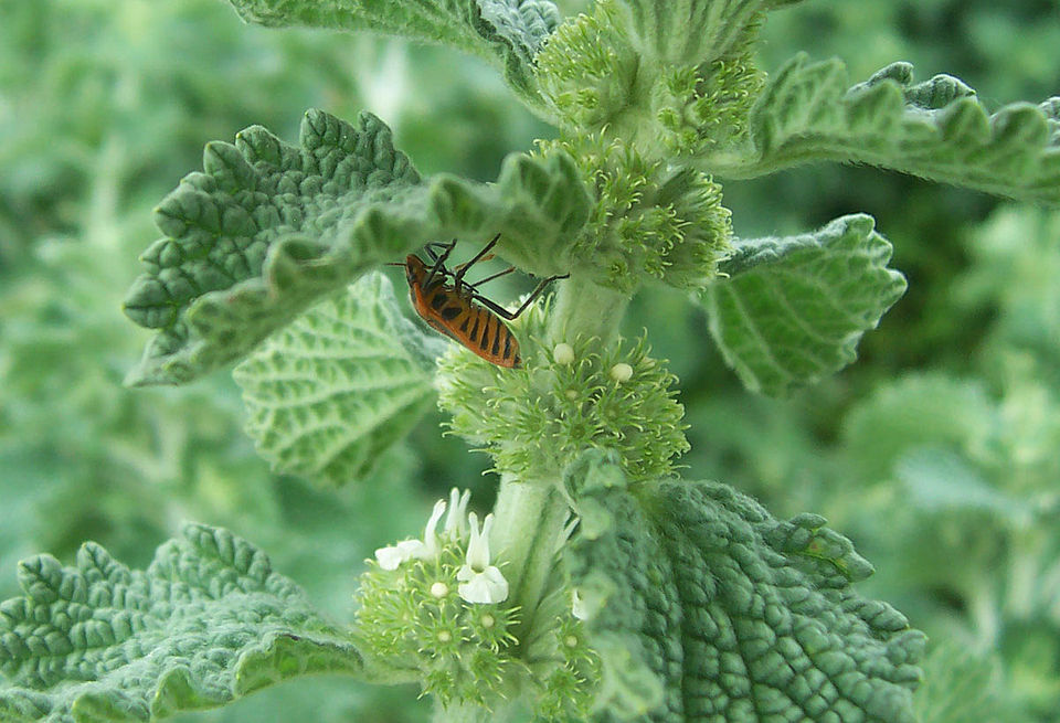 Horehound photo 3