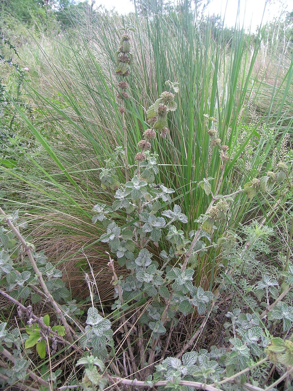 Horehound photo 5