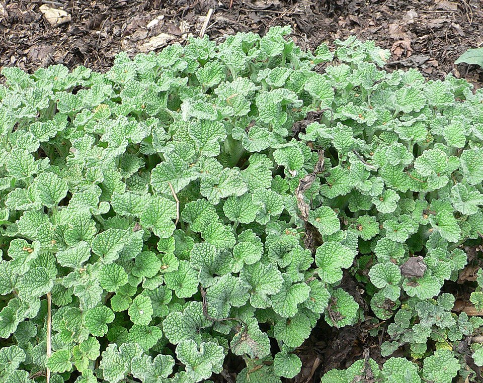 Horehound photo 6