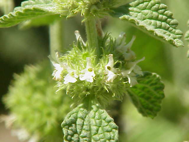 Horehound photo 7