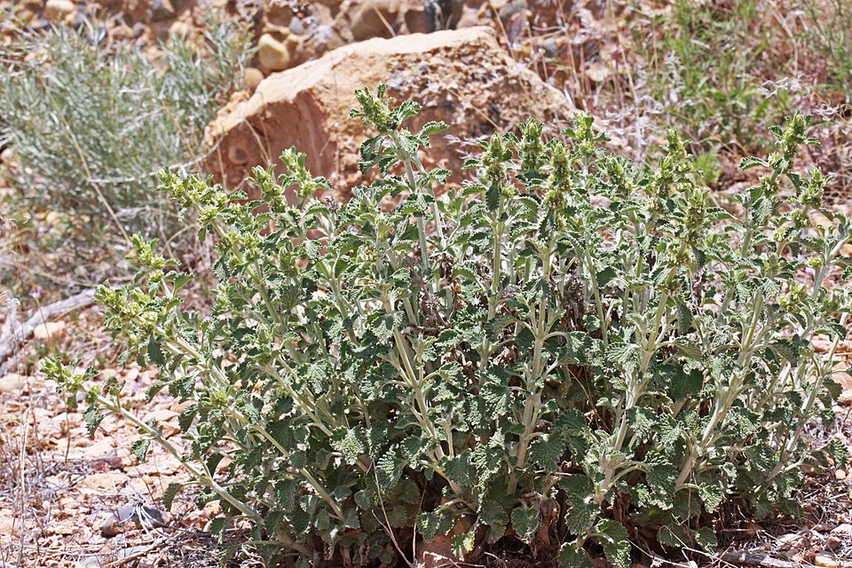 Horehound photo 8