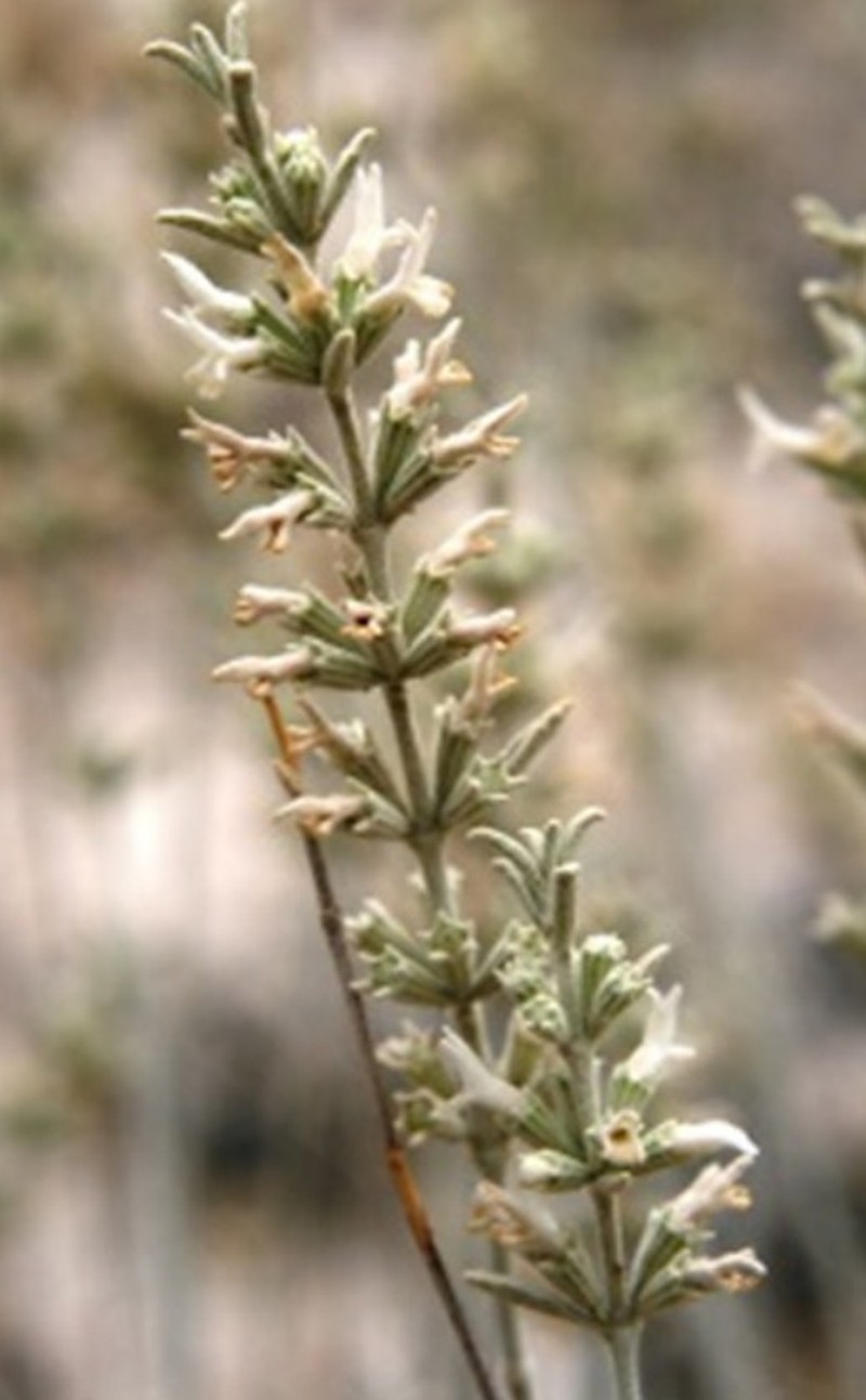 Marrubium zeydanlii