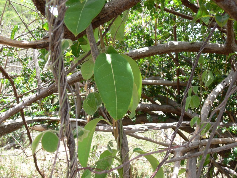 Woodbury's Netvine photo 3