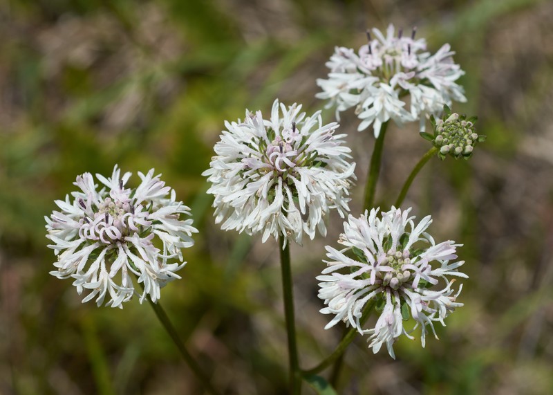 Puffballs