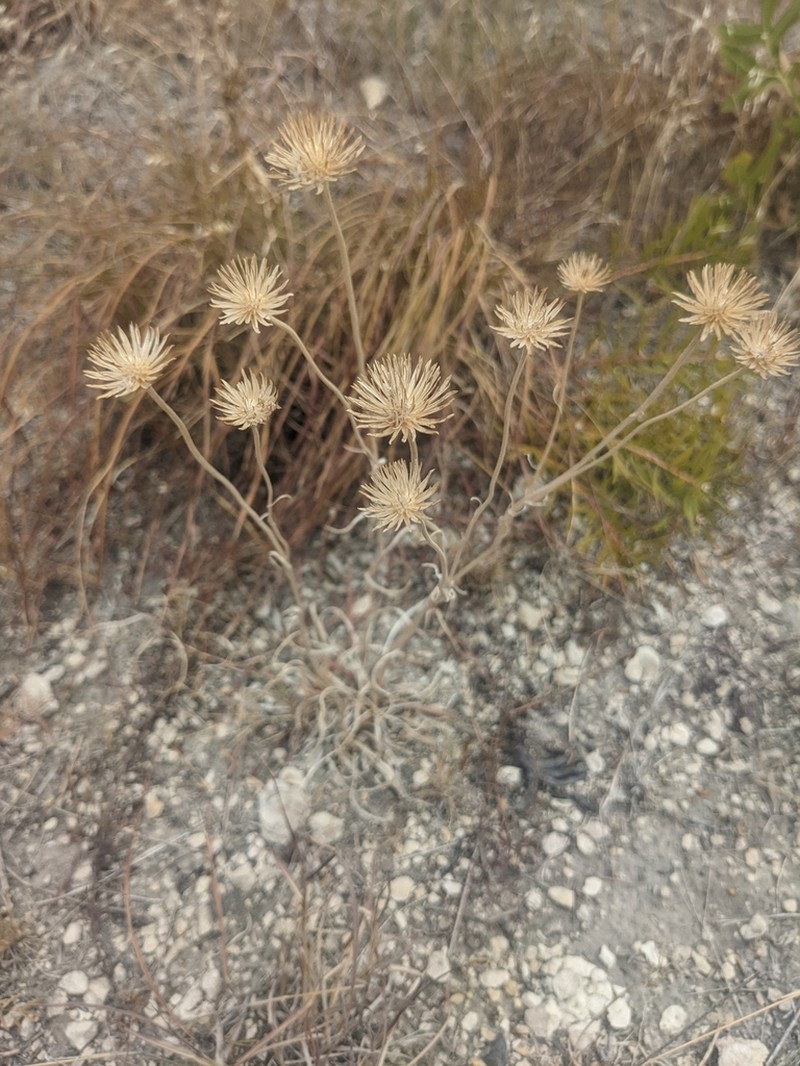 Puffballs photo 2