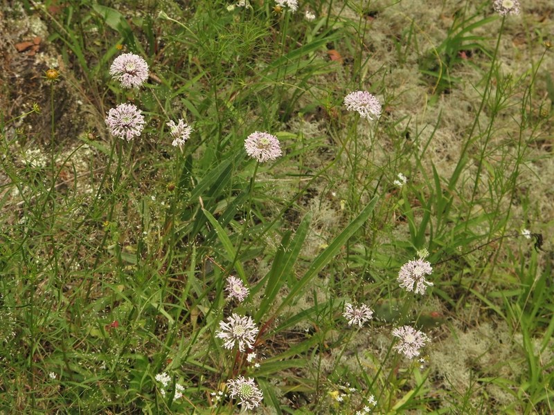 Puffballs photo 3