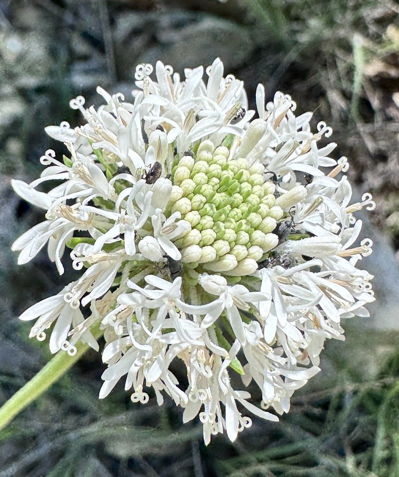Puffballs photo 4
