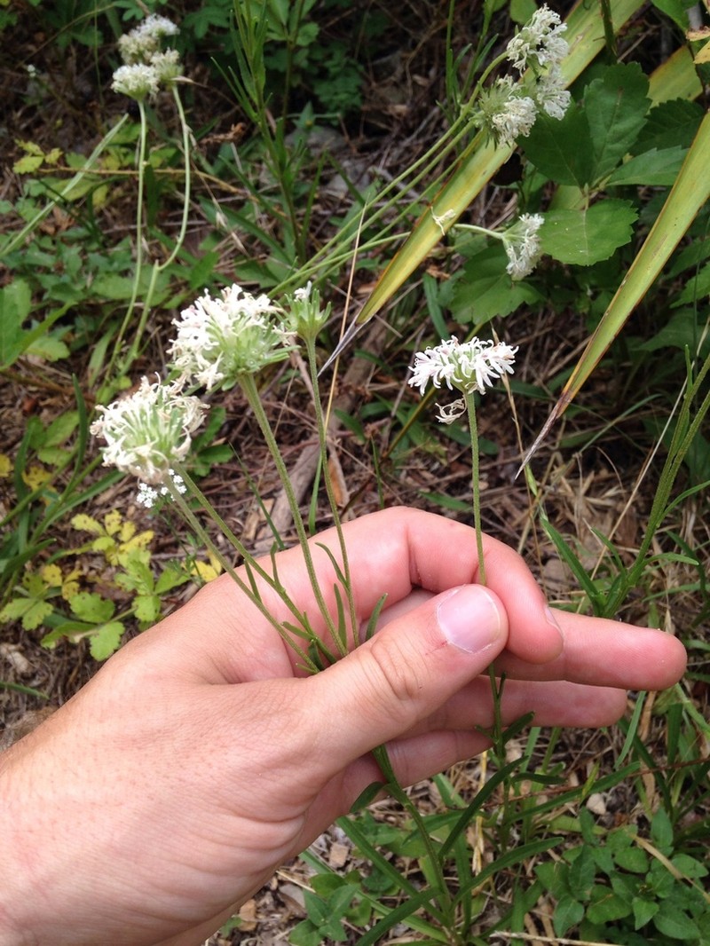 Puffballs photo 5