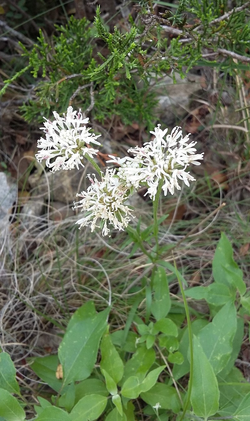 Puffballs photo 6