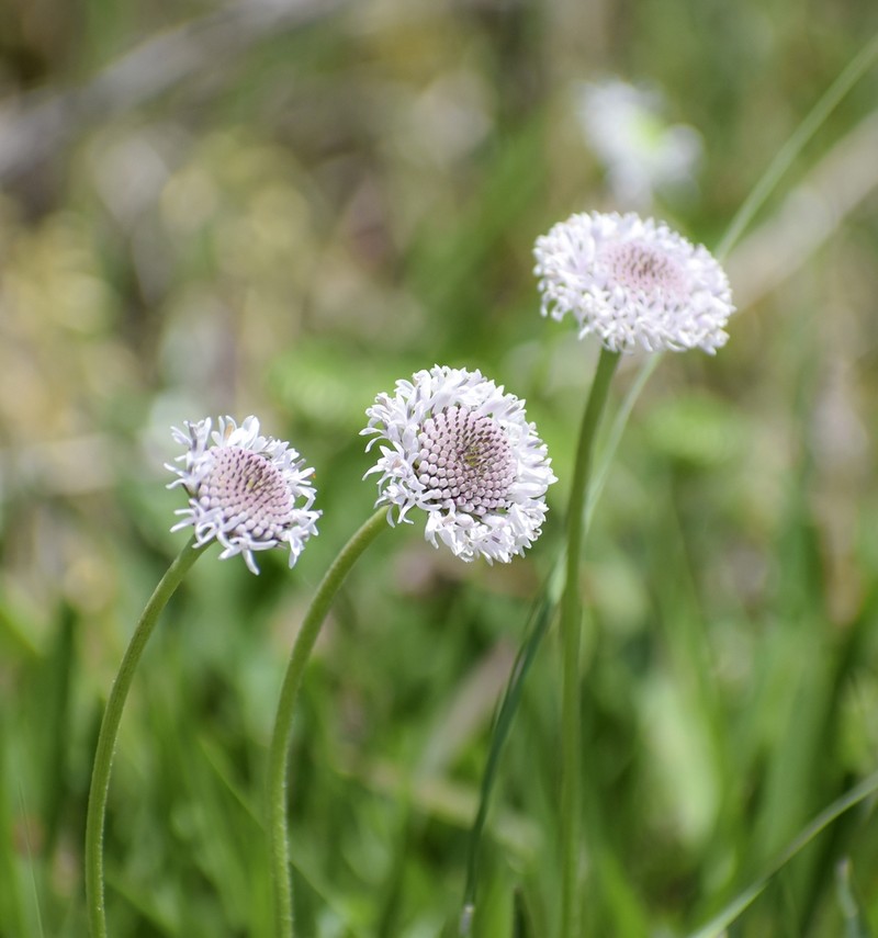 Puffballs photo 7