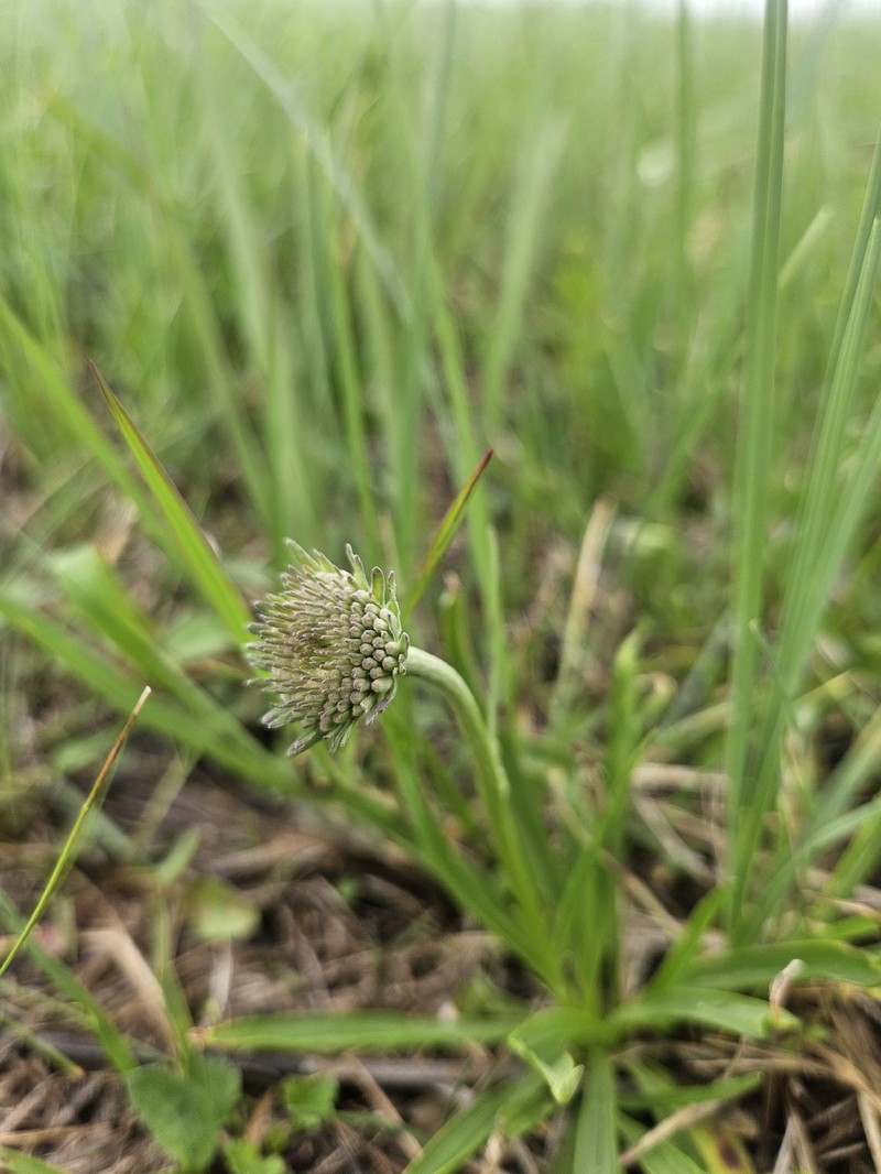 Marshallia caespitosa var. caespitosa