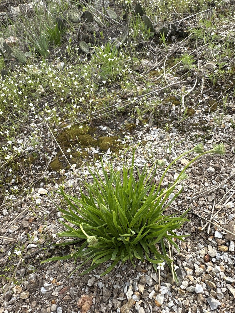 Marshallia caespitosa var. caespitosa photo 2