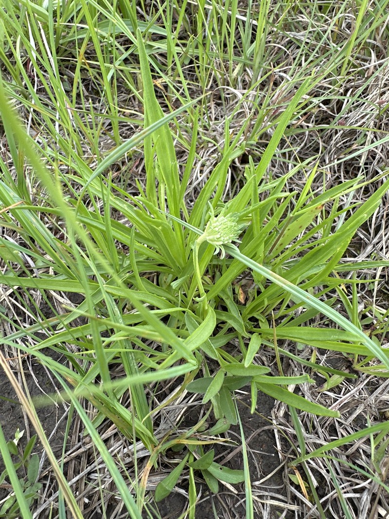 Marshallia caespitosa var. caespitosa photo 3