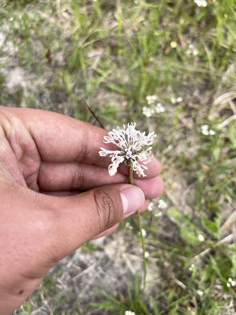 Marshallia caespitosa var. caespitosa photo 4