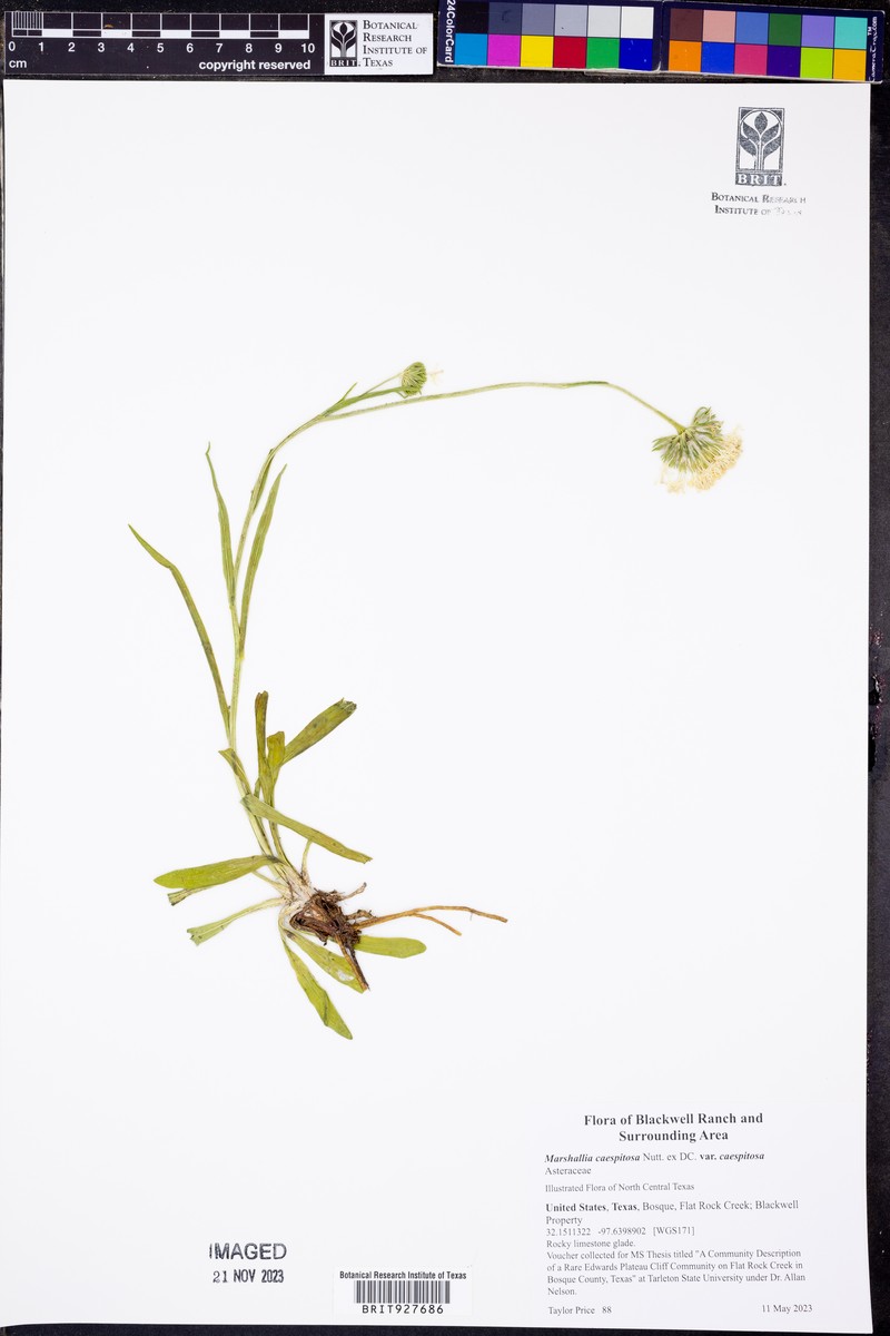Marshallia caespitosa var. caespitosa photo 8