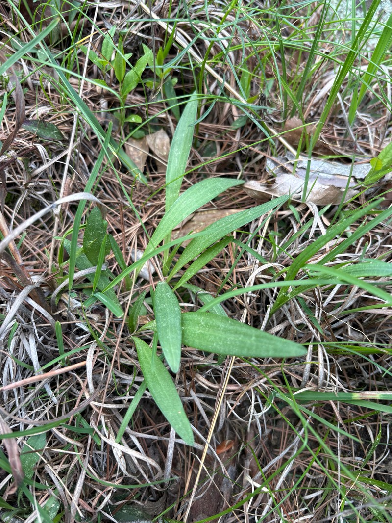 Marshallia caespitosa var. signata