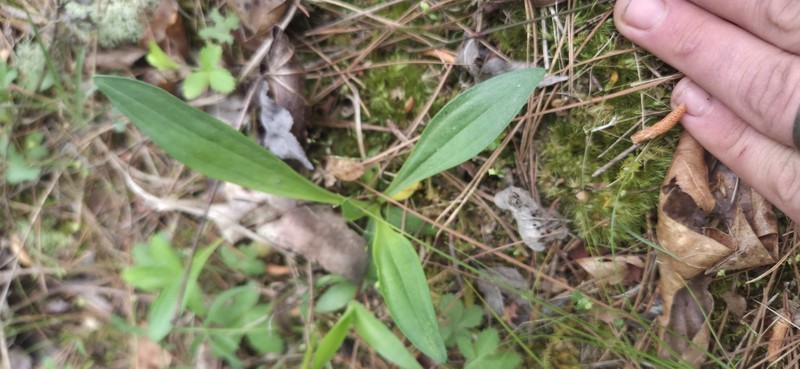 Marshallia caespitosa var. signata photo 2
