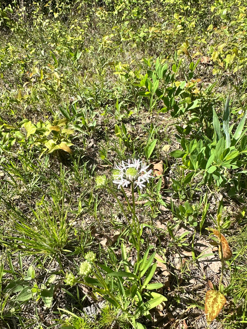 Marshallia caespitosa var. signata photo 3