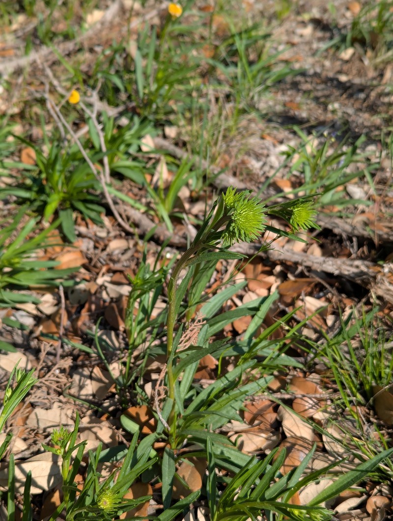 Marshallia caespitosa var. signata photo 4