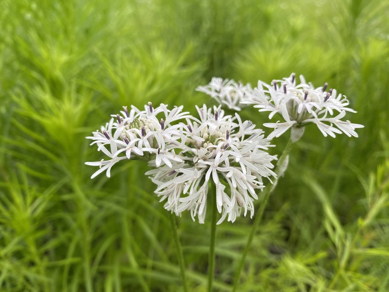 Marshallia caespitosa var. signata photo 5