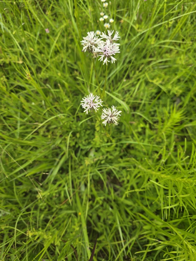 Marshallia caespitosa var. signata photo 7