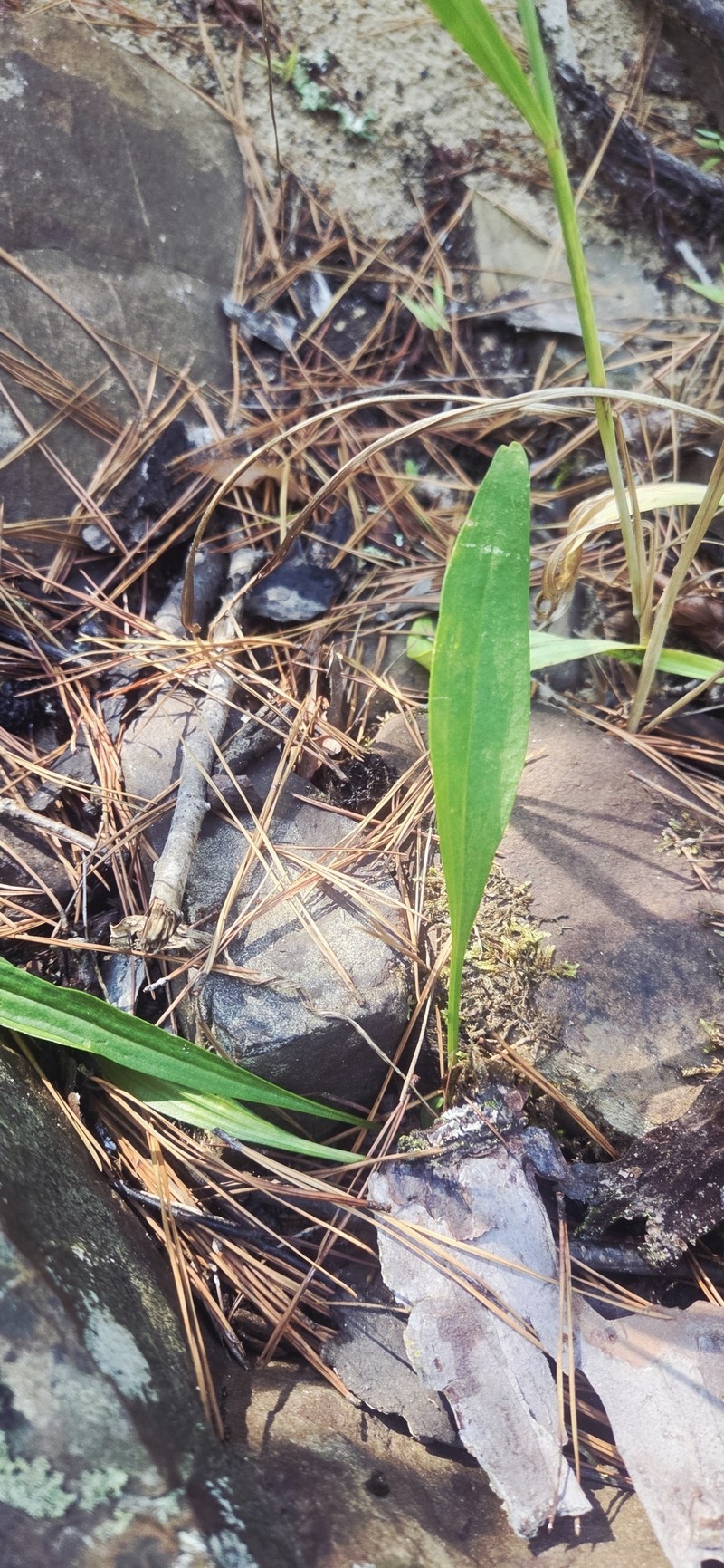 Marshallia caespitosa var. signata photo 8