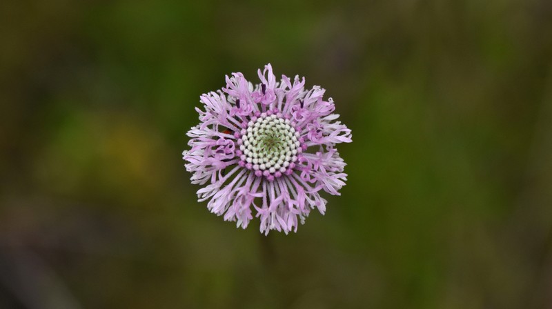 Grassleaf Barbara's Buttons photo 6
