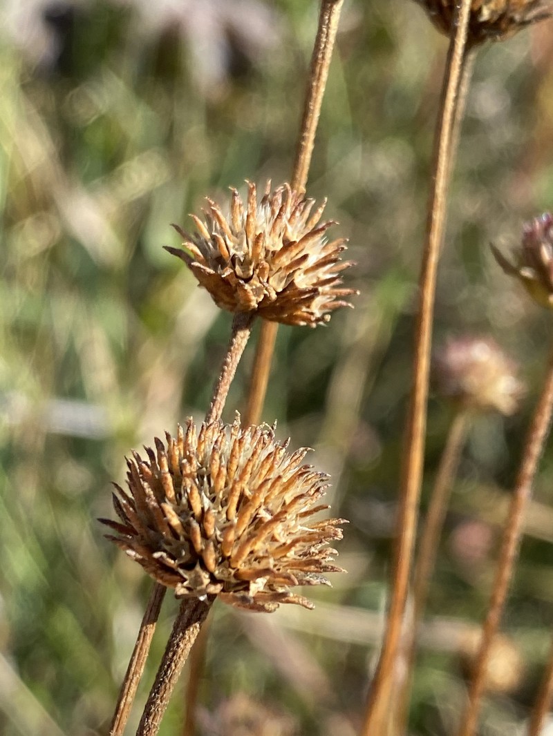Marshallia graminifolia subsp. graminifolia