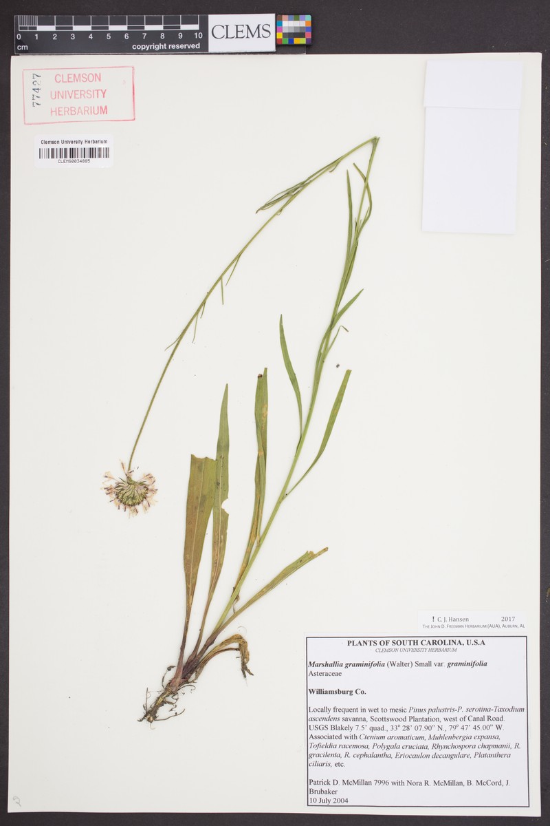 Marshallia graminifolia subsp. graminifolia photo 2