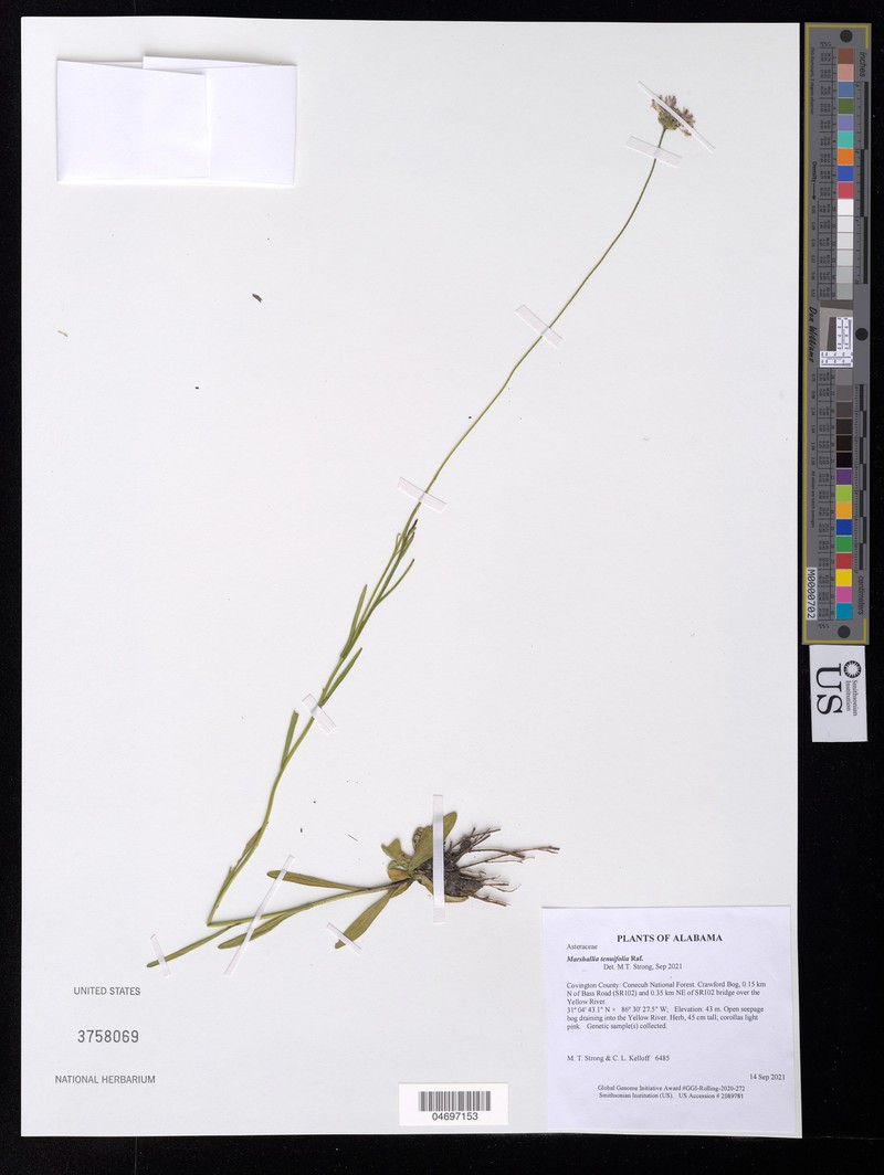 Marshallia graminifolia subsp. tenuifolia