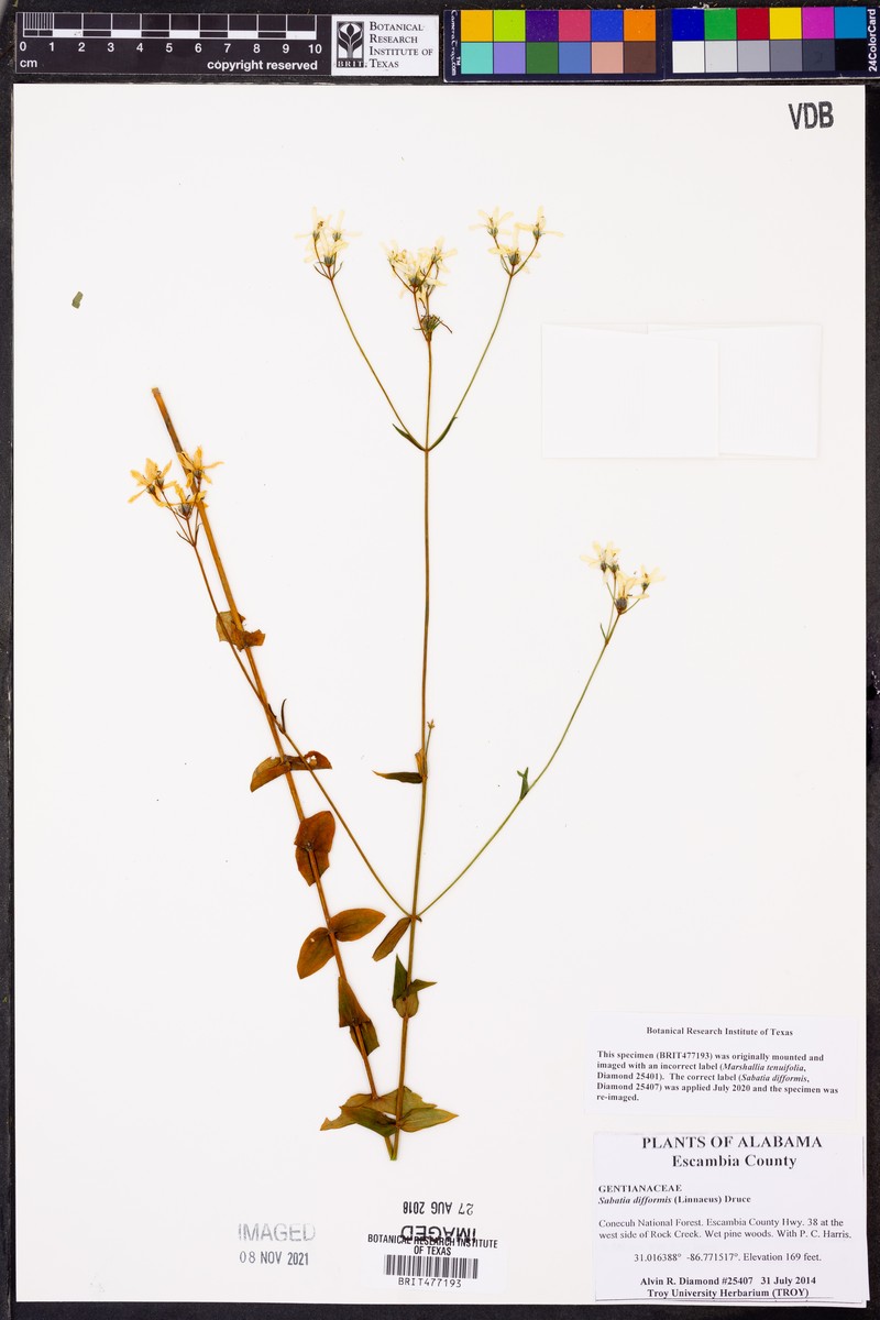 Marshallia graminifolia subsp. tenuifolia photo 2