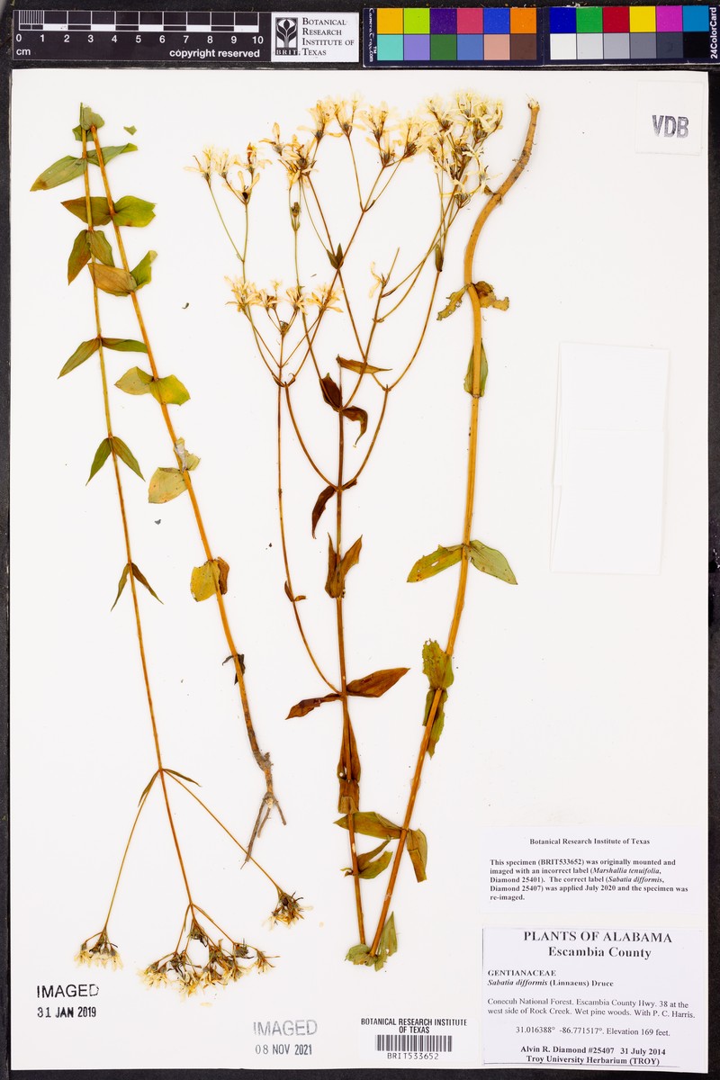 Marshallia graminifolia subsp. tenuifolia photo 3