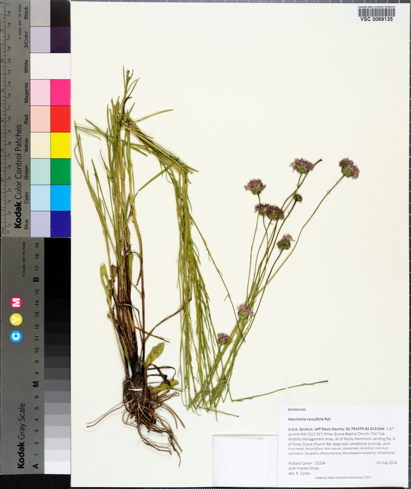 Marshallia graminifolia subsp. tenuifolia photo 4
