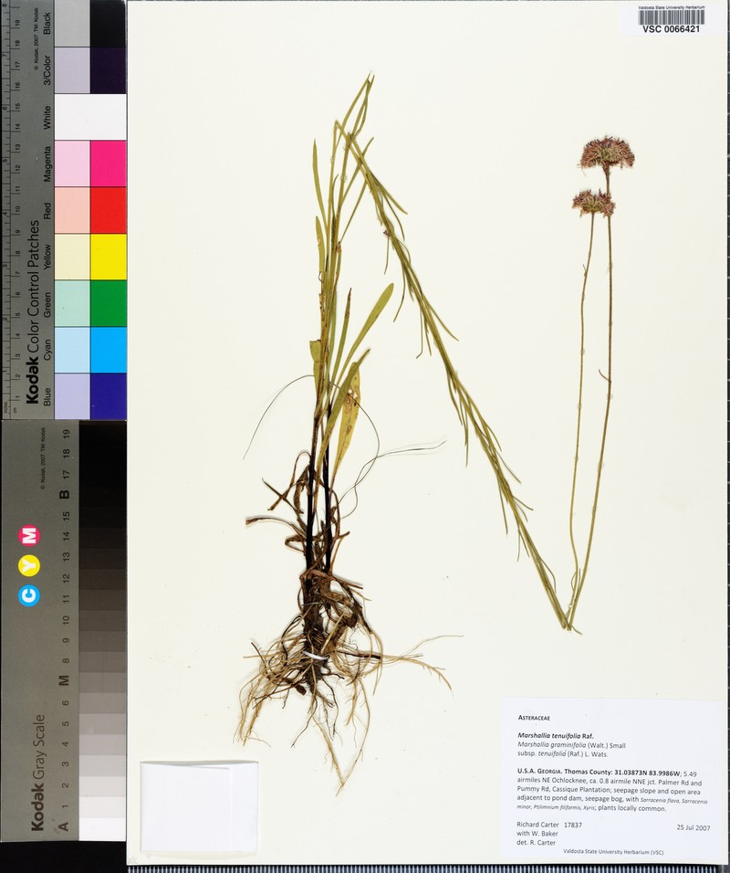 Marshallia graminifolia subsp. tenuifolia photo 5