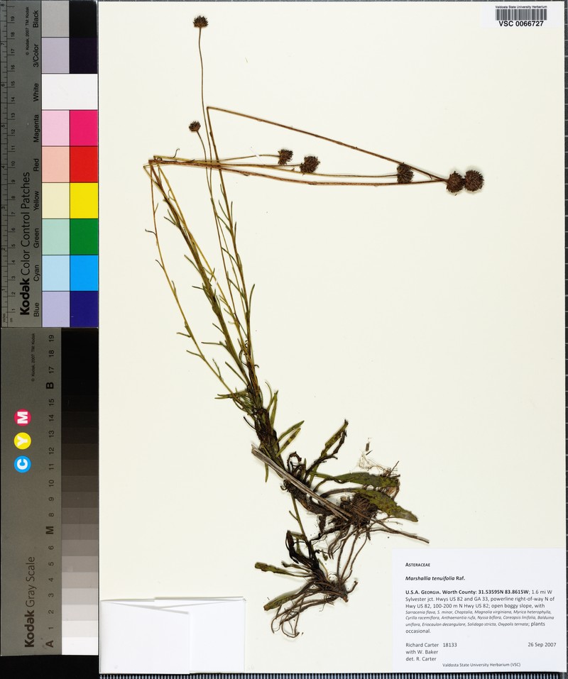 Marshallia graminifolia subsp. tenuifolia photo 6
