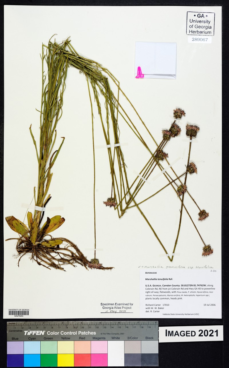 Marshallia graminifolia subsp. tenuifolia photo 7