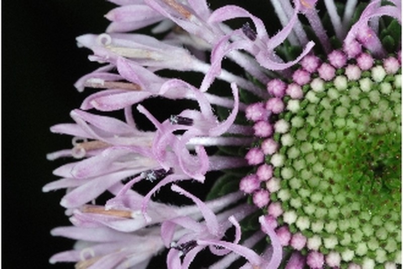 Tall Barbara's Buttons