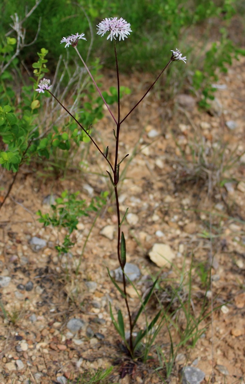 Mohr'S Barbara'S Buttons photo 2